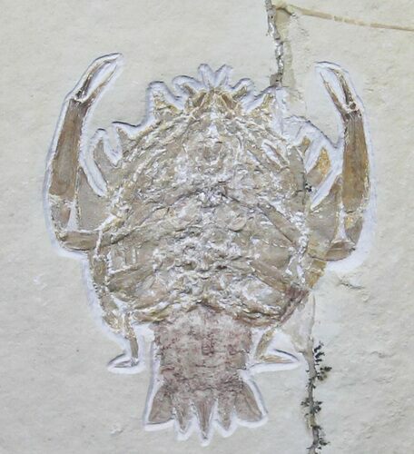 Eryon Crustacean - Solnhofen Limestone #31386